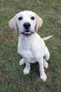 Labrador / Golden retriever puppy sat on grass