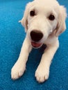 Labrador / Golden retriever puppy laying down Royalty Free Stock Photo