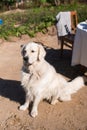 Labrador golden retriever sits on the sand and executes the command