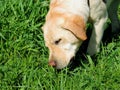 Labrador Golden Retriever sniffs a grass. Royalty Free Stock Photo