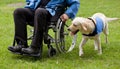 Labrador guide dog and his disabled owner Royalty Free Stock Photo