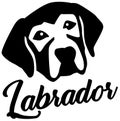 Labrador head black and white