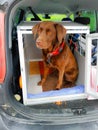 A Labrador on her Trip to Bavaria