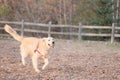 Labrador holding a ball running outdoors