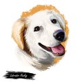 Labrador husky Canadian pet portrait digital art illustration. Mammal originated in Canada trained to pull sled. Pet of