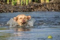 Labrador is jumping into the water. He wants ball! Royalty Free Stock Photo