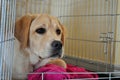 Labrador in kennel