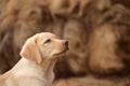 Labrador Royalty Free Stock Photo