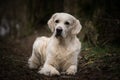 Labrador lies in forest on the road, mysterious atmosphere.