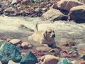 Labrador lies in a mountain river