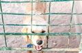 Labrador looked through the barricade. Close up of Labrador dog lying looking out of the barrier fence, poorly barricaded Royalty Free Stock Photo