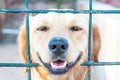 Labrador looked through the barricade. Close up of Labrador dog lying looking out of the barrier fence, poorly barricaded Royalty Free Stock Photo