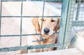 Labrador looked through the barricade. Close up of Labrador dog lying looking out of the barrier fence, poorly Royalty Free Stock Photo