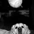 labrador looking at an incoming ball ready to take it in black and white. Royalty Free Stock Photo
