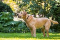 Labrador looking to the side in shade on a sunny day