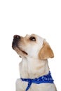 Labrador looking up with beseeching eyes Royalty Free Stock Photo