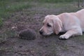 Labrador looks at a little hedgehog on the grass.