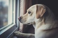 Labrador looks out the window and waits for the owner