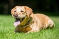 Labrador lying on grass looking forward on a sunny day tongue out