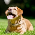 Labrador lying on grass looking up on a sunny day