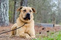 Labrador Mastiff mixed breed large dog