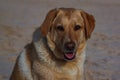 Labrador mix breed enjoying a day at the beach