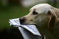 Labrador With News Royalty Free Stock Photo