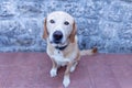 Labrador obediently sitting, funny face