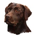 Labrador oil painting