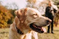 Labrador in the park