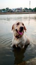 Labrador Pet Dot Bath River Royalty Free Stock Photo