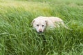 With labrador playing in grass