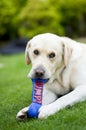 Labrador playing with toy