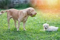 Labrador and poodle dog on green grass Royalty Free Stock Photo