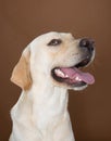 Labrador posing in a studio Royalty Free Stock Photo