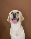 Labrador posing in a studio Royalty Free Stock Photo