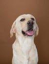 Labrador posing in a studio Royalty Free Stock Photo