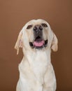 Labrador posing in a studio Royalty Free Stock Photo
