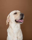 Labrador posing in a studio Royalty Free Stock Photo