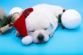 labrador puppie wit christmas red hat Royalty Free Stock Photo