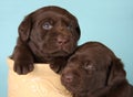 Labrador puppies Royalty Free Stock Photo