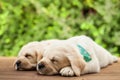 Labrador puppies lying side by side, sleeping on wooden deck Royalty Free Stock Photo