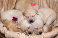 Labrador puppies sleeping Royalty Free Stock Photo