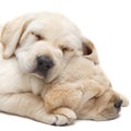 Labrador puppies sleeping Royalty Free Stock Photo