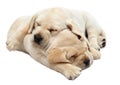 Labrador puppies sleeping