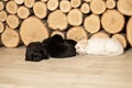 Labrador puppies sleeping on the wooden floor Royalty Free Stock Photo