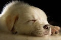 Labrador Puppy Royalty Free Stock Photo