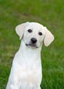 Labrador Puppy