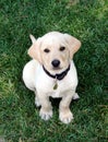 Labrador Puppy Royalty Free Stock Photo