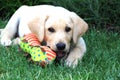 Labrador puppy Royalty Free Stock Photo